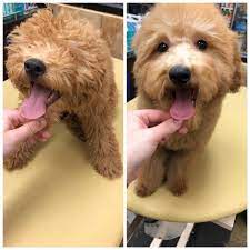 Dog groomers can give simple haircuts or fancier ones upon request. How To Groom A Goldendoodle Teddy Bear Cut Arxiusarquitectura