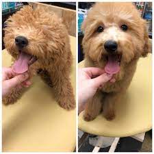 A dog sporting a goldendoodle teddy bear cut? How To Groom A Goldendoodle Teddy Bear Cut Arxiusarquitectura