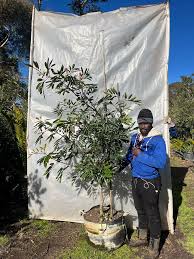 Image result for Cunonia