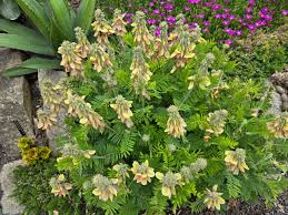 Image result for Tephrosia linearis