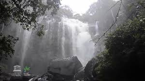 Image result for Pleiotaxis