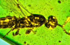 Image result for Pseudopod Ospermum