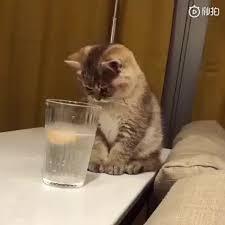 Cute Cat Experiences Carbonated Water And Not Sure What To Do With It Cutecats Cats Animals Pets Cute Baby Animals Kittens Funny Animal Videos