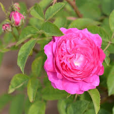 Choisissez une variété de rose miniature. Rosier Rose Des Peintres Ancien Ferme De Sainte Marthe