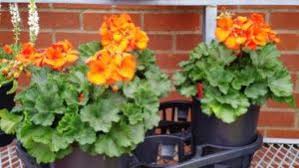 You know how everything is bigger in texas? Best 5 Spring Flowers For North Texas Popular Annual Flowers