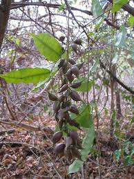Image result for Salacia madagascariensis