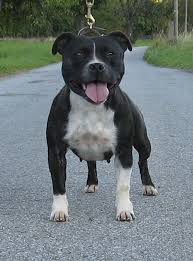 Bathe your amstaff only occasionally, preferably no more than two or. Staffordshire Bullterrier Bilder Fotos Hund Ch