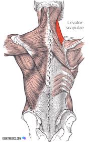 The lower trapezius, middle trapezius and upper. Superficial Back Muscles Anatomy Geeky Medics