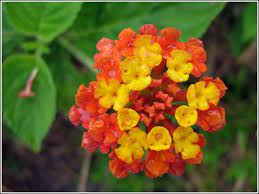 Pin By Travel 2 The Caribbean On Caribbean Tropical Flowers Plants Fruits And Trees Lantana Flower Catalogs Lantana Camara