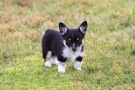 Click here to view corgi dogs in washington for adoption. Adorable Cowboy Corgi Puppies For Sale In Marysville Washington Classified Hoodbiz Org