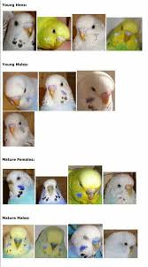 Keeping budgies as pets is like bringing exquisiteness at home in incredible bright colours. Males N Females Pet Birds Parrots Pet Birds Budgies Bird