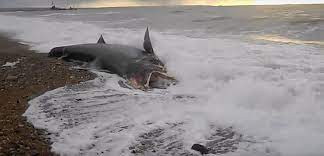 On s'aime comme ça, la seine et moi. Le Havre Un Requin S Est Echoue Sur La Plage Du Havre