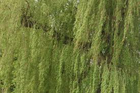 Image result for venturia saliciperda willow tree