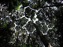 Institut penyelidikan perhutanan malaysia) is a statutory agency of the government of. Forest Research Institute Malaysia Wikipedia