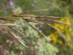 Image result for Bromus  erectus