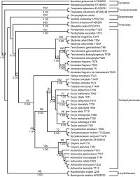 Image result for Pentaphylacaceae