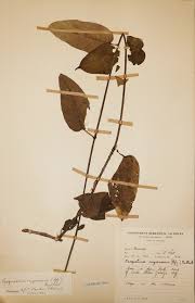 Image result for Parquetina calophylla