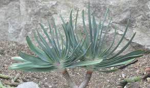 Image result for Aloe christianii
