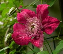 Maybe you would like to learn more about one of these? Clematis Avant Garde Pp16074 Clematis Avant Garde Clematis Avant Garde Avant Garde Evision Collection Clematis Plant Lust