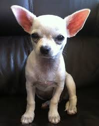 Check spelling or type a new query. White Teacup Chihuahua Puppy Novocom Top
