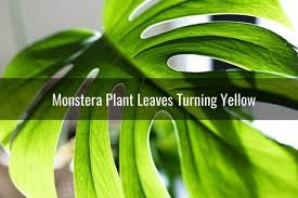 We did not find results for: Monstera Swiss Cheese Plant Leaves With Black Brown Yellow Spots Ready To Diy