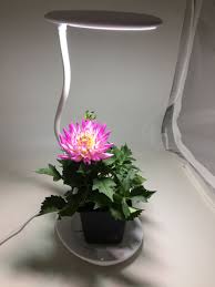 Mr Light Desktop Plant Lamp Desk Plants Lamp Plant Lighting