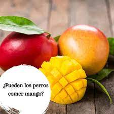 Pueden Los Perros Comer Mango Es Seguro O Toxico