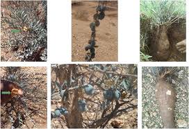 Image result for Maerua edulis