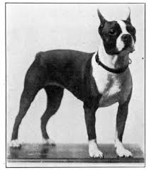 The Project Gutenberg Ebook Of The Boston Terrier And All