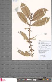 Image result for Craterispermum