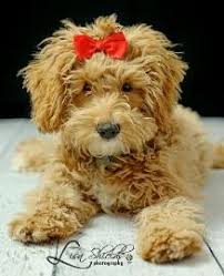 Maybe you would like to learn more about one of these? Home Raised Goldendoodle And Labradoodle Puppies In Michigan Quailty Puppies Animals At Repinned Net