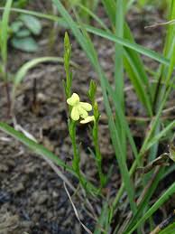 Image result for Striga asiatica