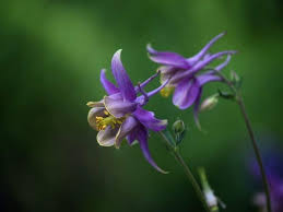 The columbine, colorado state flower near ice lake, silverton, colorado usa. Amazing Meaning And Symbolism Of Columbine Flower And Color Florgeous
