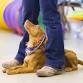 Puppy School Course - Lower Kingswood Church Hall - Happy Buddies Dog Training & Pet Care Services, Church Hall, Buckland Rd, Lower Kingswood Event Image
