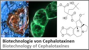 Maybe you would like to learn more about one of these? Kit Botanisches Institut Nick Laborstudieren Master Biologie Forschungsmodule Plant Cell Biology