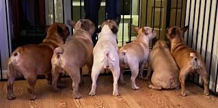 All rescue animals will only be delivered with a health certificate from a license veterinarian. Tampa Bay Frenchies Home Facebook