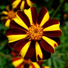 Your location could not be automatically detected. Harlequin Marigold Plants For Sale Free Shipping