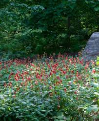 Image result for Spigelia