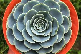 Image result for Micromeria imbricata