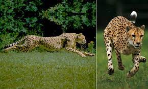 Amazing High Definition Footage Of Cheetah S Reaching 60 Mph Show The Sprint King Of The Jungle S Effortless Speed Cheetahs High Definition Effortless