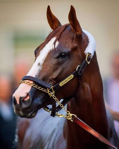 California Chrome: American Horse of the Year