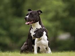 Mua chó pit bull về cho con gái làm bạn, người cha không ngờ rằng 5 ngày sau thảm kịch xảy đến với gia đình. Pit Bull Terrier Tinh Cach Va Ä'áº·c Ä'iá»ƒm Chi Tiáº¿t 2021