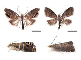 Image result for Hypolytrum pynaertii