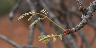 Image result for Burkea