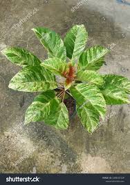 Image result for Hymenodictyon parvifolium