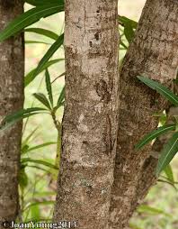 Image result for Breonadia