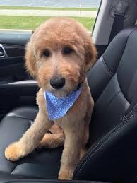 A few uneven spots, but Luchie doesn't look too bad. His hair is curly so  much more forgiving. I'm not showing y'all Lola's cut. Look at her back  there... mad at me.