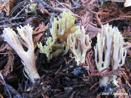 Find the perfect mushroom coral stock photos and editorial news pictures from getty images. Mushroom Observer Species List Coral Mushrooms Look Alikes 588