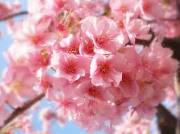 LaDonna Rozel Gallardo Obituary March 23, 2023