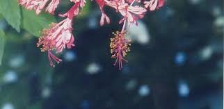 Hibiscus schizopetalus coral hibiscus skeleton hibiscus. Hibiscus Species Chinese Lanterns Japanese Lanterns Fringed Rosemallow Waltzing Ladies Hibiscus Schizopetalus